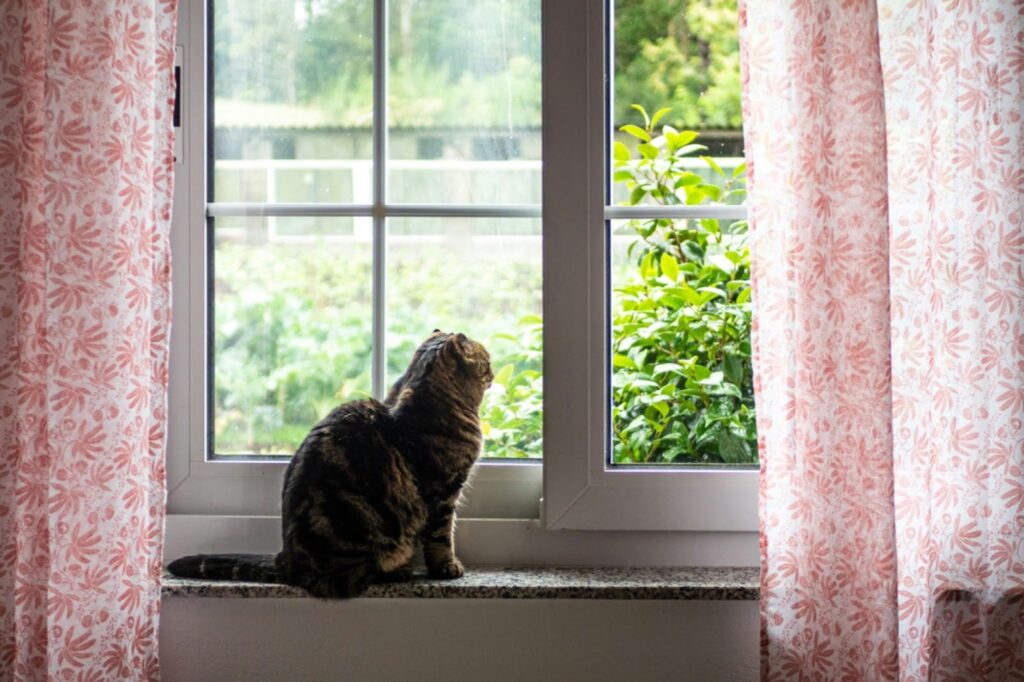 ablapárkányon ülő cica